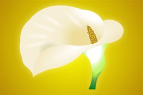 马蹄莲flash唯美花朵动画